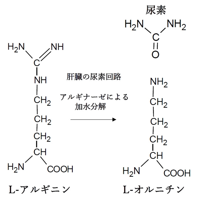 生体内における一酸化窒素の生成 第105回薬剤師国家試験問105